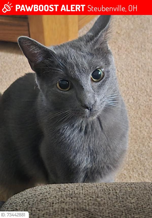 Lost Male Cat last seen Lincoln Heights / Lincoln Blvd, Steubenville, OH 43952