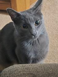 Lost Male Cat last seen Lincoln Heights / Lincoln Blvd, Steubenville, OH 43952