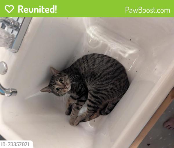 Reunited Male Cat last seen North and Hubbard, Milwaukee, WI 53212