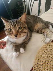 Lost Male Cat last seen Near 6th Ave N hopkins, Hopkins, MN 55343