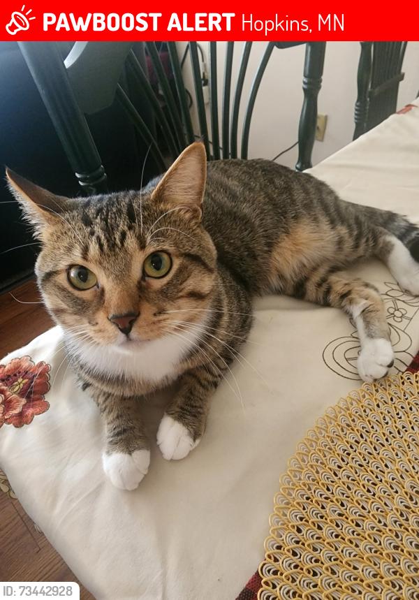 Lost Male Cat last seen Near 6th Ave N hopkins, Hopkins, MN 55343