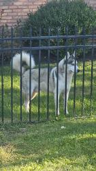 Found/Stray Male Dog last seen Glenfair Ct, Indianapolis, IN 46214