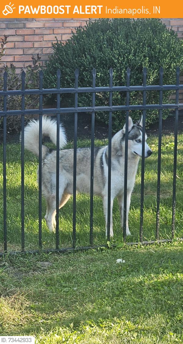 Found/Stray Male Dog last seen Glenfair Ct, Indianapolis, IN 46214