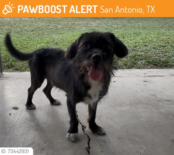 Found/Stray Male Dog last seen Near tom slick, San Antonio, TX 78227