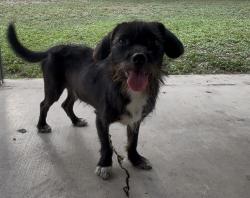 Found/Stray Male Dog last seen Near tom slick, San Antonio, TX 78227