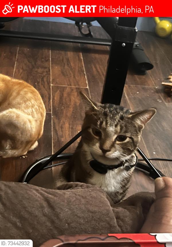 Lost Male Cat last seen Germantown ave, Philadelphia, PA 19133