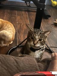 Lost Male Cat last seen Germantown ave, Philadelphia, PA 19133