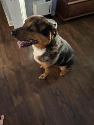 Found/Stray Male Dog last seen Rossview Road, Clarksville, TN 37040