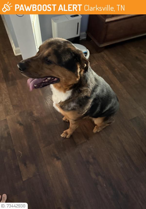 Found/Stray Male Dog last seen Rossview Road, Clarksville, TN 37040