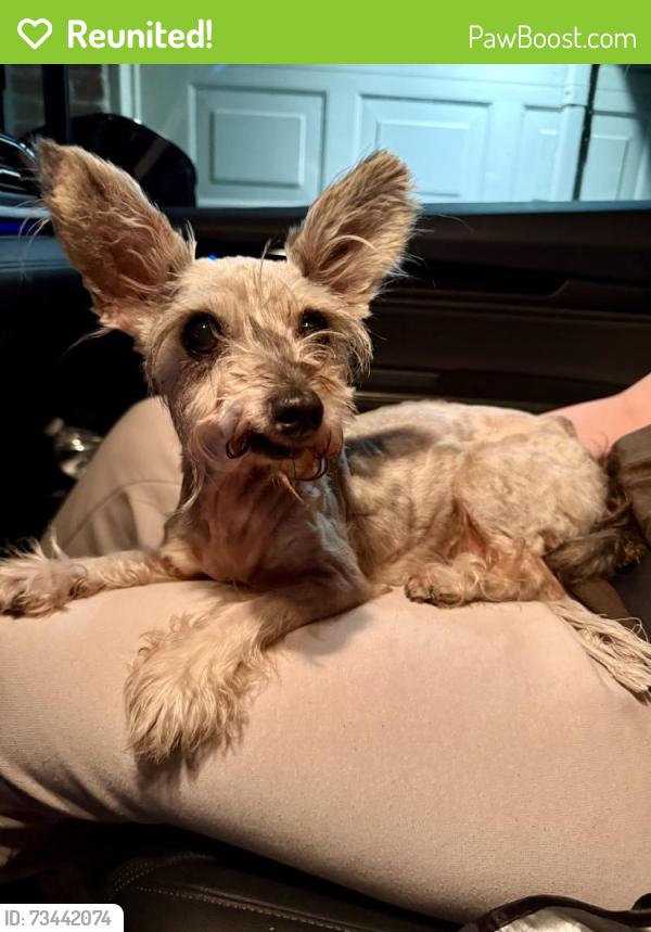 Reunited Female Dog last seen Found Colony Creek/Louetta, Harris County, TX 77379