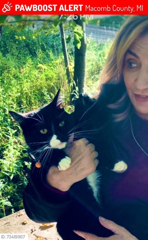 Lost Female Cat last seen My Vernon, Macomb County, MI 48306