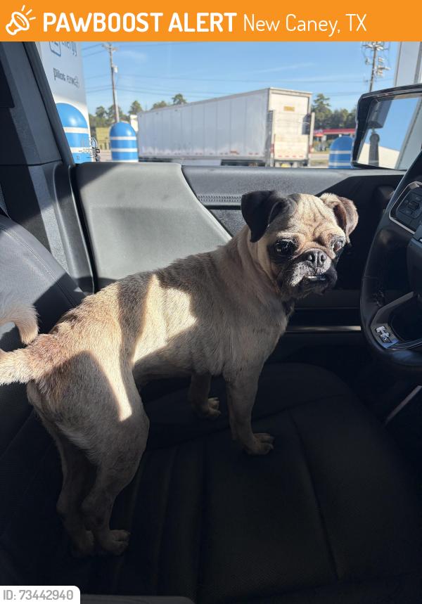Found/Stray Male Dog last seen Near, New Caney, TX 77357