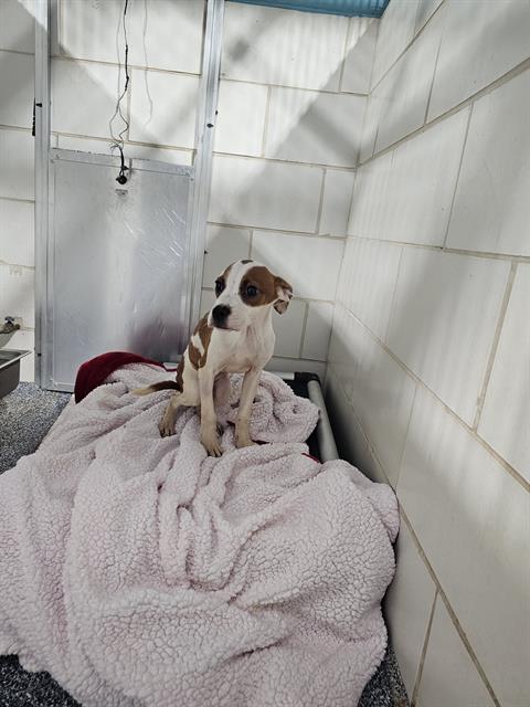 Shelter Stray Female Dog last seen CHARLOTTE, 8315 Byrum Dr, Charlotte, NC 28217, USA
