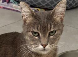 Shelter Stray Female Cat last seen GRIFFIN OAKS WAY/STOKES ACRES DR TAVARES 32778, 12280 County Rd 448, Tavares, FL 32778, USA