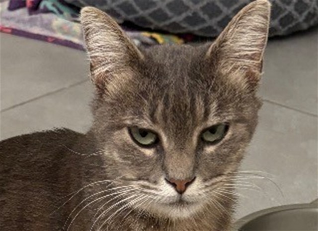 Shelter Stray Female Cat last seen GRIFFIN OAKS WAY/STOKES ACRES DR TAVARES 32778, 12280 County Rd 448, Tavares, FL 32778, USA
