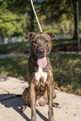 Shelter Stray Female Dog last seen CHARLOTTE, 8315 Byrum Dr, Charlotte, NC 28217, USA