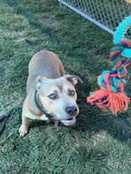 Shelter Stray Female Dog last seen Near BLOCK S 38TH ST, 3528 Newburg Rd, Louisville, KY 40218, USA