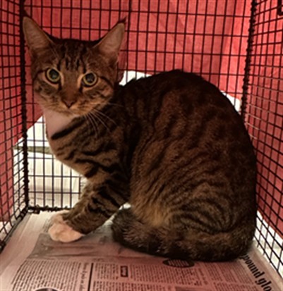 Shelter Stray Female Cat last seen Near BLOCK HANCOCK RD, SW RANCHES FL 33330, 2400 SW 42nd St, Fort Lauderdale, FL 33312, USA