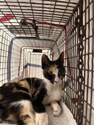 Shelter Stray Female Cat last seen Near BLOCK LINCOLN ST, HOLLYWOOD FL 33024, 2400 SW 42nd St, Fort Lauderdale, FL 33312, USA
