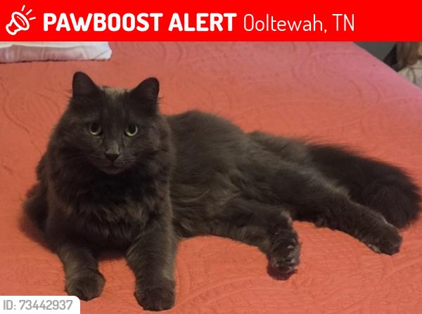 Lost Male Cat last seen Frost Creek Dr and Ooltewah Ringgold Rd, near East Hamilton High School, Ooltewah, TN 37363