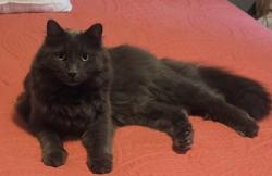 Lost Male Cat last seen Frost Creek Dr and Ooltewah Ringgold Rd, near East Hamilton High School, Ooltewah, TN 37363