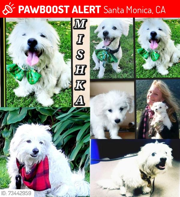Lost Male Dog last seen Apple Store, Santa Monica, CA 90401
