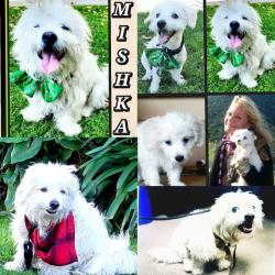 Lost Male Dog last seen Apple Store, Santa Monica, CA 90401