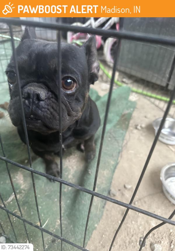 Found/Stray Female Dog last seen Jefferson st / Williams st, Madison, IN 47250