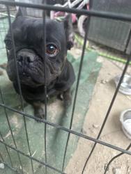 Found/Stray Female Dog last seen Jefferson st / Williams st, Madison, IN 47250