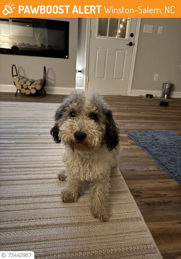 Found/Stray Male Dog last seen Wells Fargo Parking Lot, Winston-Salem, NC 27107