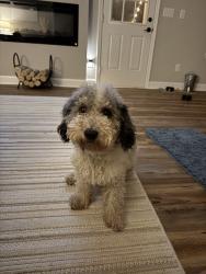 Found/Stray Male Dog last seen Wells Fargo Parking Lot, Winston-Salem, NC 27107