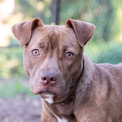 Shelter Stray Female Dog last seen Near Chamblee Tucker Road, Atlanta 30341, 30341, GA, 3280 Chamblee Dunwoody Rd, Chamblee, GA 30341, USA