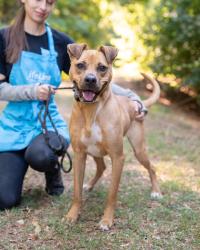 Shelter Stray Male Dog last seen Near Creste Ln, 30035, GA, 3280 Chamblee Dunwoody Rd, Chamblee, GA 30341, USA