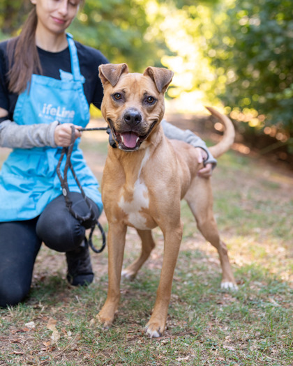 Shelter Stray Male Dog last seen Near Creste Ln, 30035, GA, 3280 Chamblee Dunwoody Rd, Chamblee, GA 30341, USA
