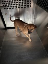 Shelter Stray Male Dog last seen Near MC CART AVE, South District, TX, 355 Hillshire Dr, Haslet, TX 76052, USA