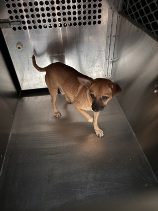 Shelter Stray Male Dog last seen Near MC CART AVE, South District, TX, 355 Hillshire Dr, Haslet, TX 76052, USA