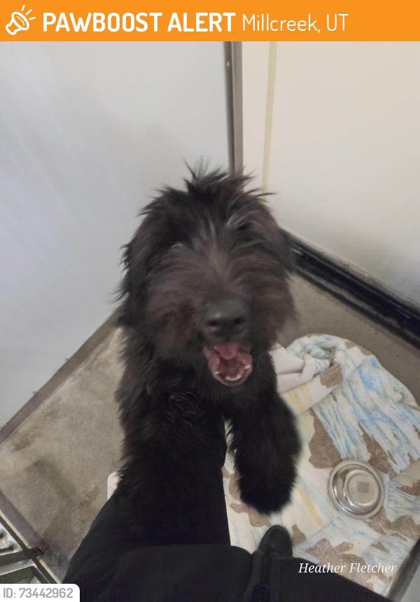 Found/Stray Male Dog last seen (Rancho Market / 711) 700East 3300South, Millcreek, UT 84106