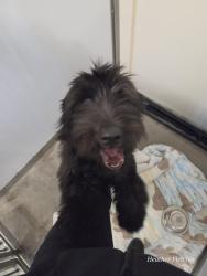 Found/Stray Male Dog last seen (Rancho Market / 711) 700East 3300South, Millcreek, UT 84106