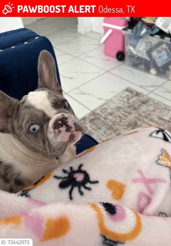 Lost Female Dog last seen University, Odessa, TX 79762
