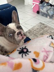 Lost Female Dog last seen University, Odessa, TX 79762