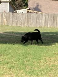 Found/Stray Male Dog last seen Dollar rd, Cave Springs, AR 72718