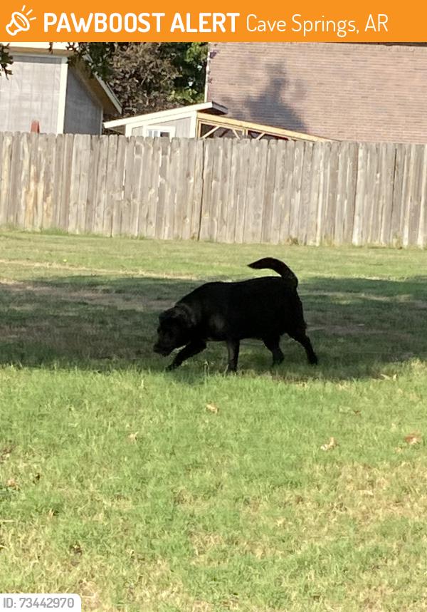 Found/Stray Male Dog last seen Dollar rd, Cave Springs, AR 72718