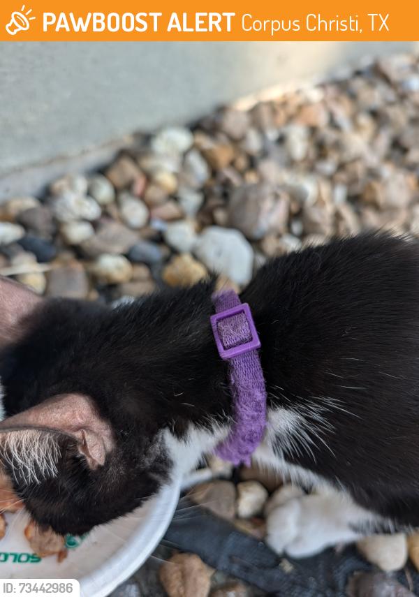 Found/Stray Unknown Cat last seen La quinta hotel, Corpus Christi, TX 78412