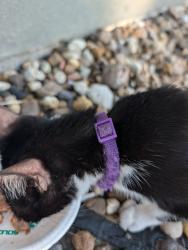 Found/Stray Unknown Cat last seen La quinta hotel, Corpus Christi, TX 78412