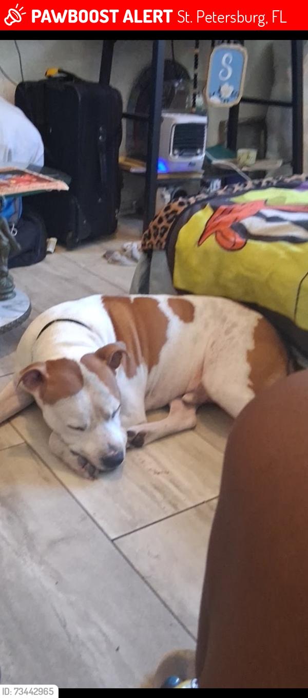 Lost Male Dog last seen 62nd Ave S and 9th street S, St. Petersburg, FL 33705