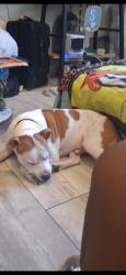 Lost Male Dog last seen 62nd Ave S and 9th street S, St. Petersburg, FL 33705