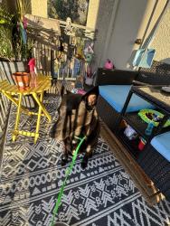 Found/Stray Male Dog last seen Aliso Creek and Pepsi, Aliso Viejo, CA 92656