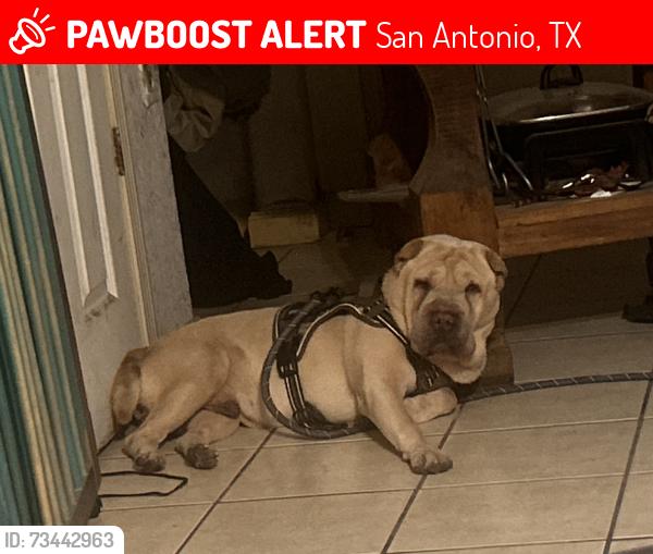 Lost Male Dog last seen WW White Road, Eastwood, Upland, and East Houston, San Antonio, TX 78220