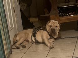 Lost Male Dog last seen WW White Road, Eastwood, Upland, and East Houston, San Antonio, TX 78220