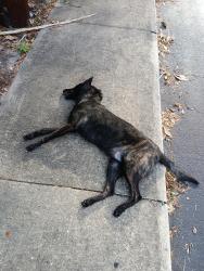 Found/Stray Unknown Dog last seen Just inside the entrance to The Trails apmts, right across the street from Space Age smoke shop, Gainesville, FL 32608